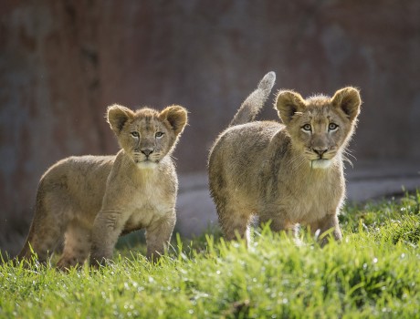 Ken and Dixie’s Bite Club