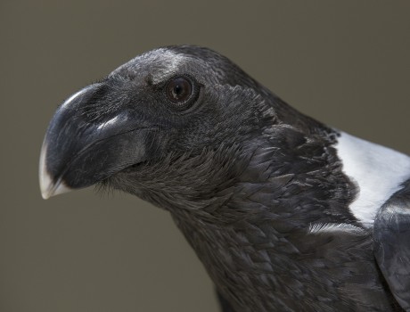 Raven | 9 Animal Superstitions You Shouldn’t Believe