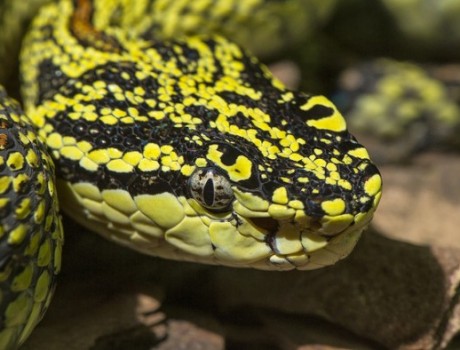 There’s no such thing as a poisonous snake.