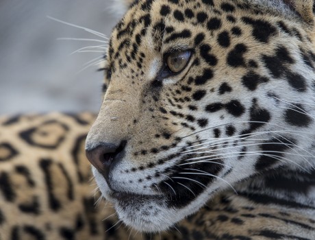 9 Animal Superstitions You Shouldn’t Believe