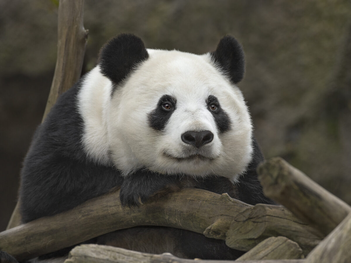 Pandas in Winter – San Diego Zoo Wildlife Alliance Stories