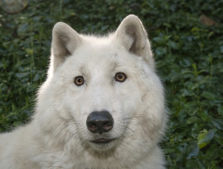 Animals Who Totally Own Winter