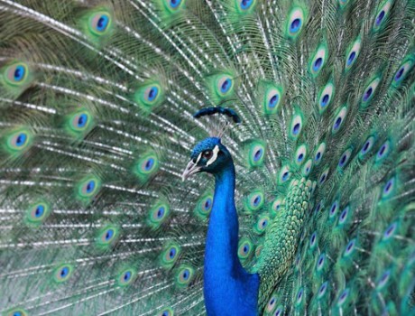 Peacock| 9 Exotic Mating Rituals of the Animal Kingdom