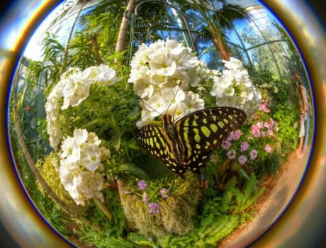 Best overall photo | Butterfly Jungle Instameet Recap