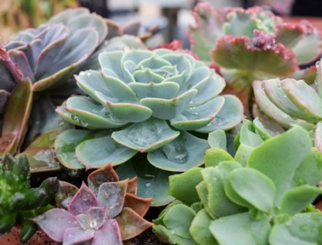 #DIY Succulent Centerpiece