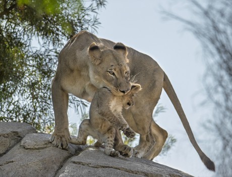 11 Incredibly Awesome Animal Moms