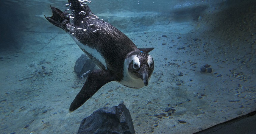 Zoo Penguins to Benefit from a $5 Million Gift!