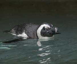 Penguin Cam Offers Live Views of Adorable Birds