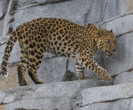 Amur Leopard Explores New Habitat at San Diego Zoo Asian Leopard Exhibit Expands Barlin-Kahn Family Panda Trek