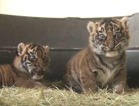 10 Tiger Vines for Global Tiger Day