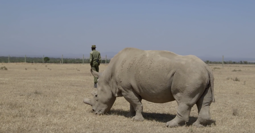 San Diego Zoo Safari Park Rhino Expert Visits Three of Earth’s Four Remaining Northern White Rhinos in Kenya