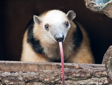 Tamandua sticking tongue out