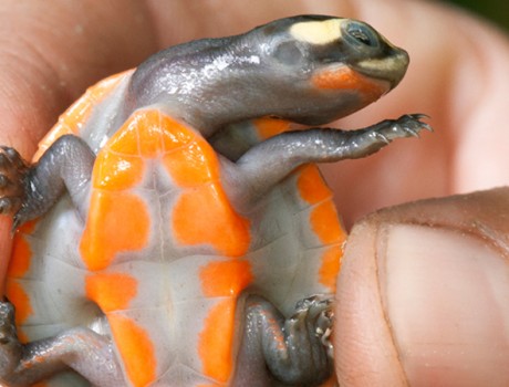 Best 15 Zoo Instagram Posts of 2015