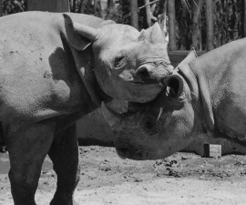 Centennial Throwback: When Sally Met Barney