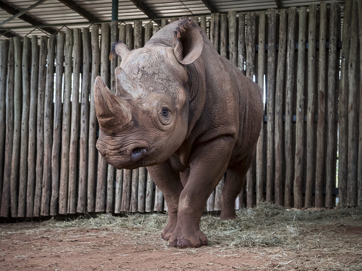 Black Rhino Donated to Tanzania as Part of Effort to Save the