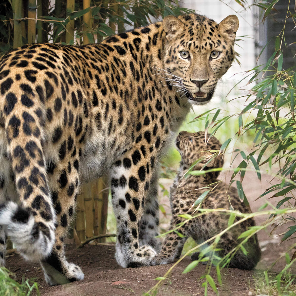 A Bright Spot – San Diego Zoo Wildlife Alliance Stories