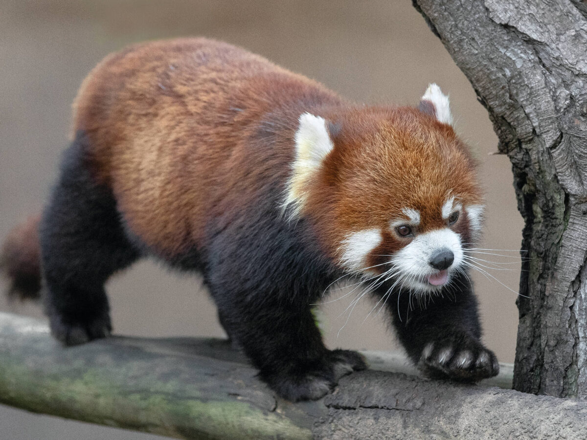 The Panda in Red – San Diego Zoo Wildlife Alliance Stories