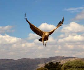 Vulture flying