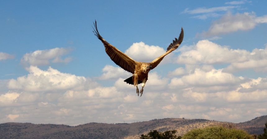 Vulture flying