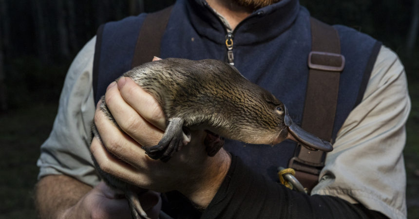Platypus research