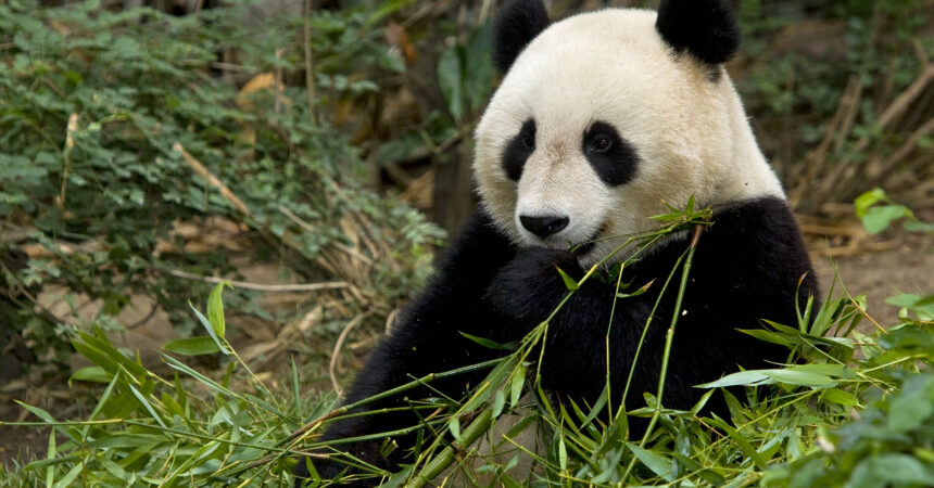 Giant Panda (Zhen Zhen)