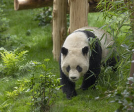 Yun Chuan in habitat