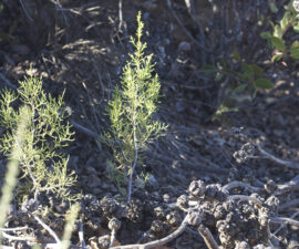 Endangered tecate cypresses rise from the ashes