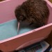 Brown Kiwi Chick Thriving at San Diego Zoo’s Avian Propagation Center