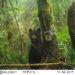 Andean bear in forest