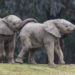 two elephant calves
