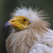 Egyptian vulture head