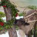 Reindeer